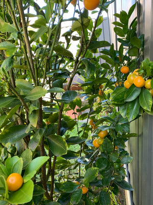 Close up image of Calamansi fruit.