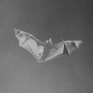 Ecotone #3 (grey headed flying fox), 2023, Archival inkjet print from solarized silver gelatin photograph