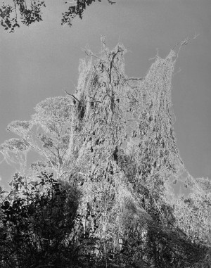 Ecotone #1 2023, Archival inkjet print from solarized silver gelatin photograph