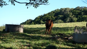 A bucolic existence, 2023, digital video