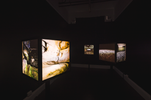 Robert Smith, New Contemporaries, 2024, installation Photo: Document Photography