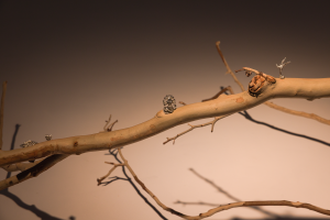 Alexandra Angus, New Contemporaries, 2025, installation Photo: Document Photography